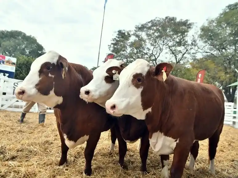 vacas