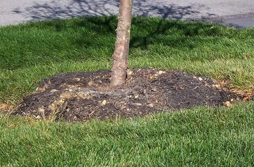Quiso robar un árbol de la Municipalidad y terminó en la comisaría