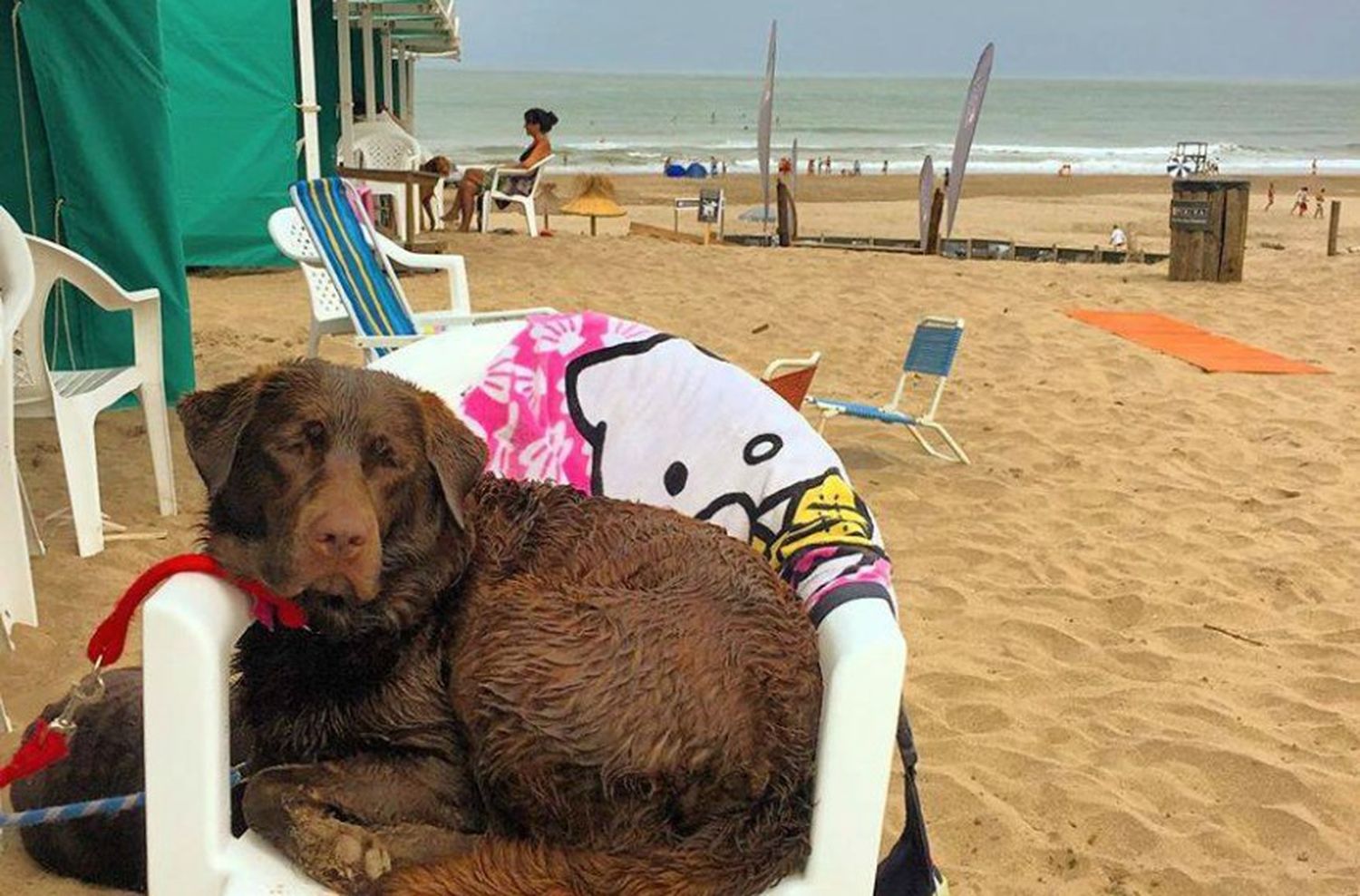 Cómo evitar un golpe de calor en las mascotas