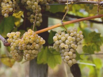 01 de Agosto: día internacional del Albariño
