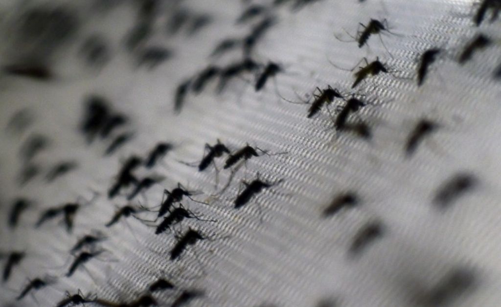 Invasión de mosquitos en Rosario: cómo identificar vectores del dengue