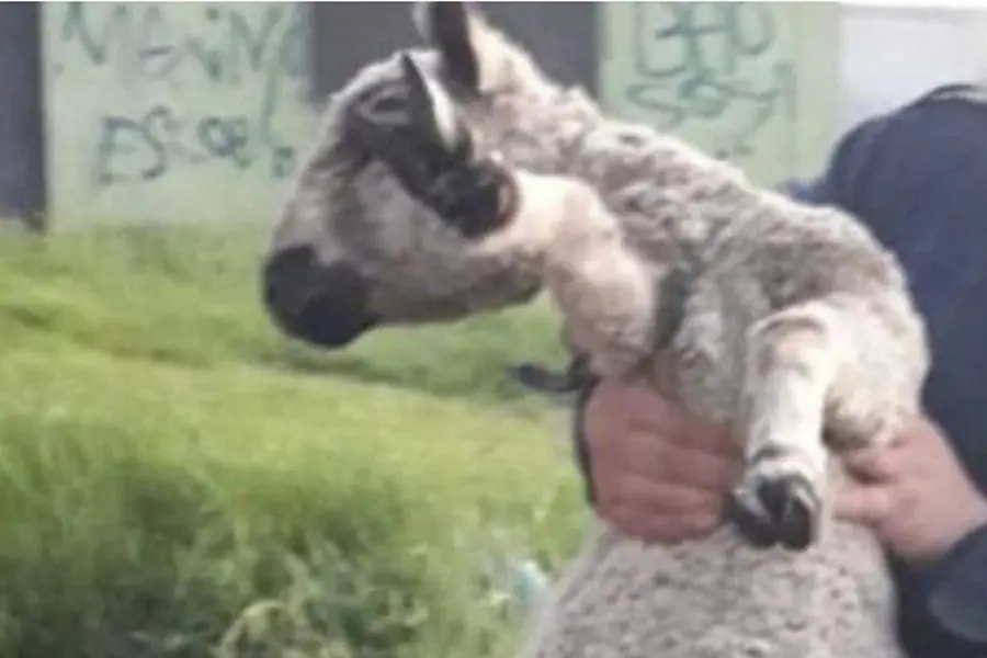 Se metieron a un corral e intentaron llevarse un cordero, pero los atrapó el dueño