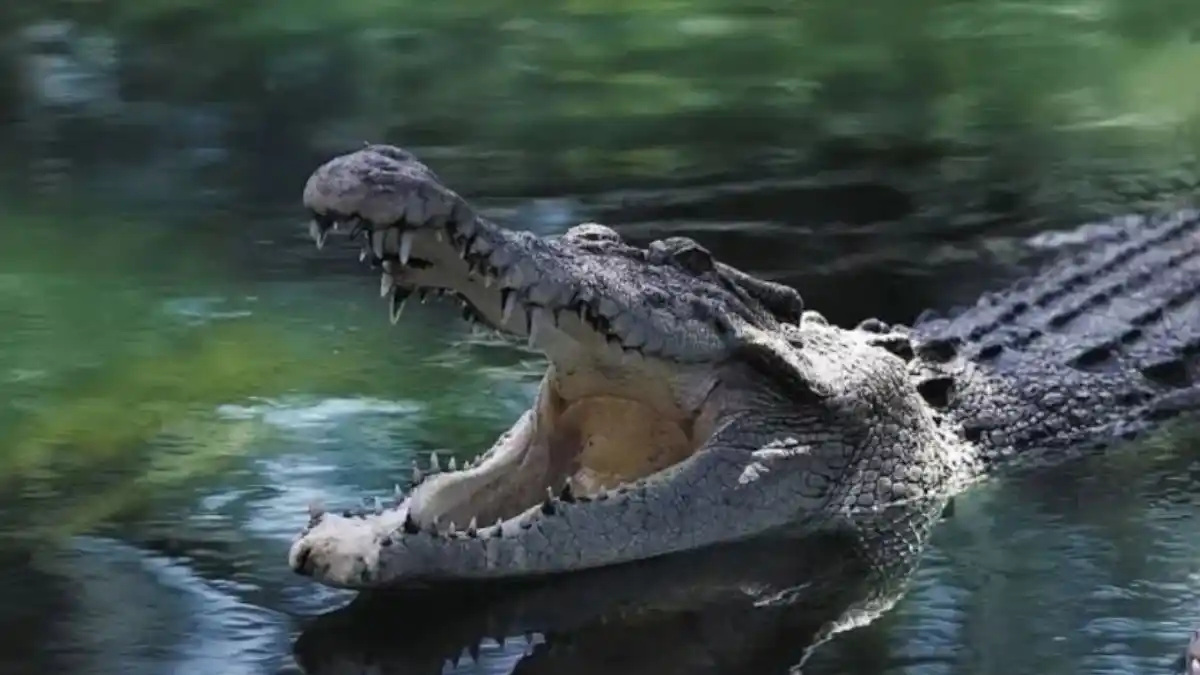 Un cocodrilo atacó a un hombre a orillas de una laguna en México