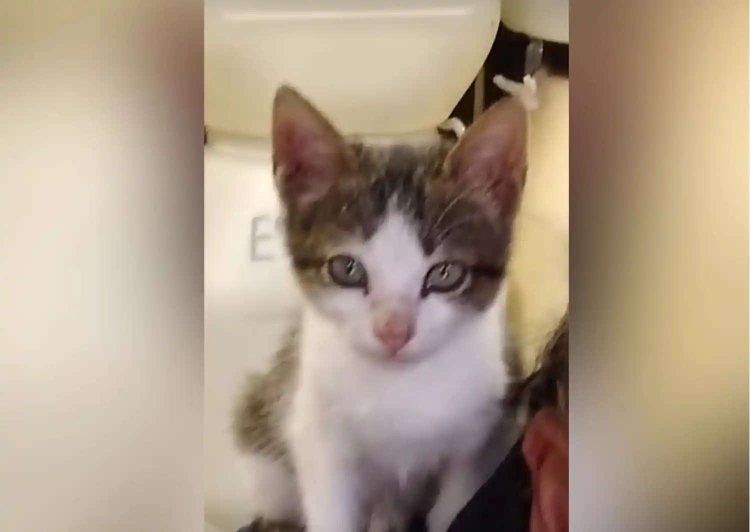 Mascotas: buscan a este gatito