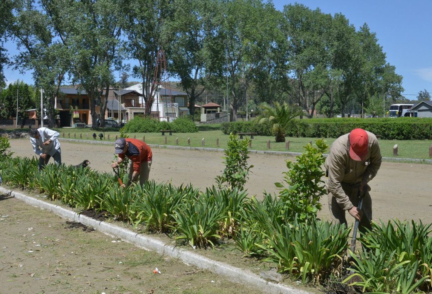 El Municipio continúa con la plantación de árboles en diferentes zonas de la ciudad