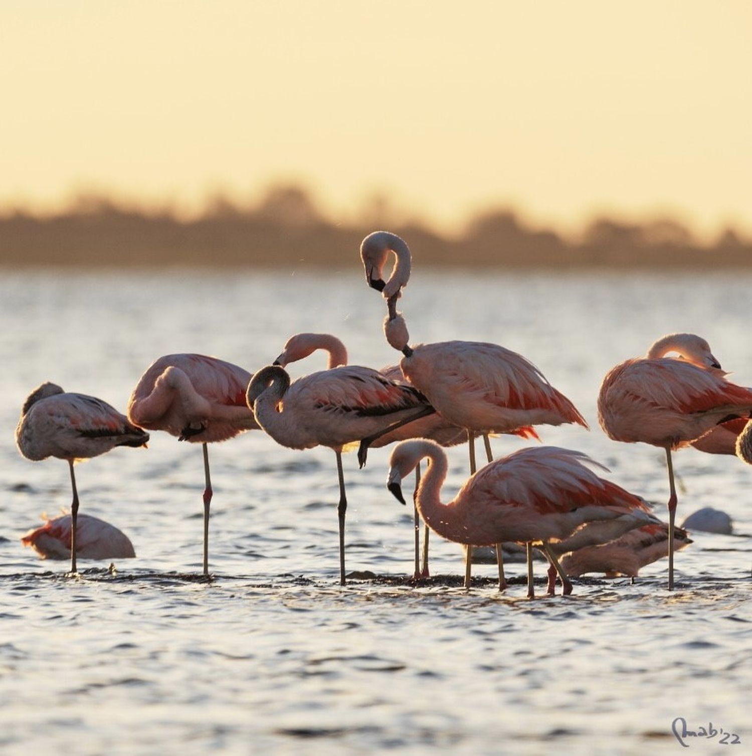 Flamencos en el Parque Nacional Ansenuza