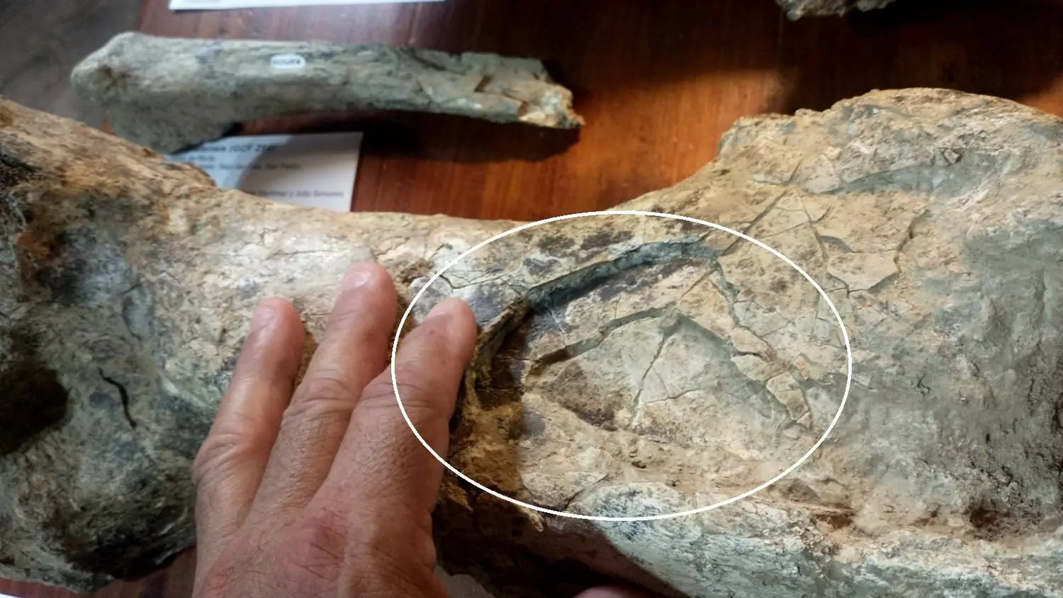 En Campo Spósito: hallan restos de un toxodonte de 200 mil años con marcas de un pisotón