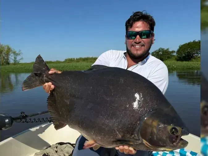 Pescadores capturaron un pacú gigante en el Paraná: “Hacía más de 30 años que no ocurría algo así”