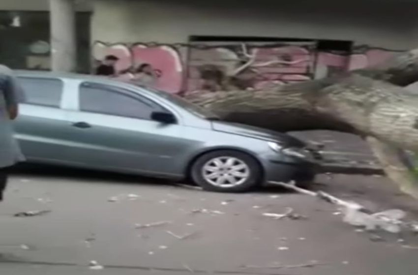 Caída de árboles y cortes de luz en Mar del Plata por el fuerte temporal de viento y lluvia