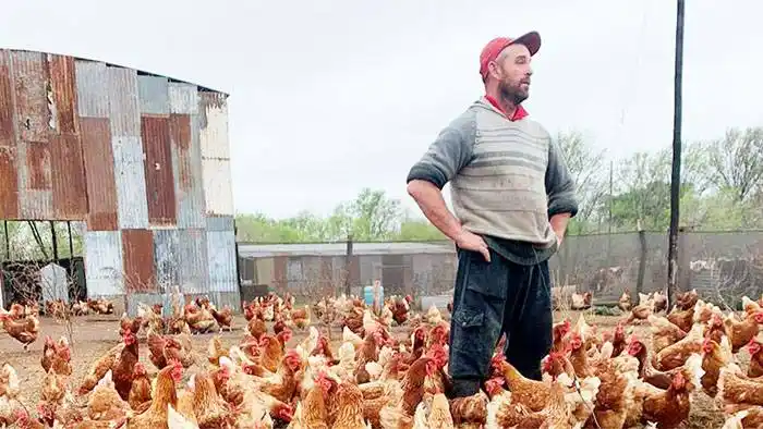 Productor se asoció con familias rurales para criar �Sgallinas felices⬝
