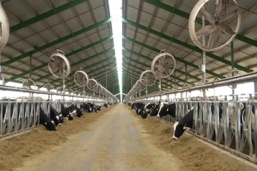 Lechería: Córdoba, Santa Fe y Entre Ríos le piden a la Nación que la declare economía regional