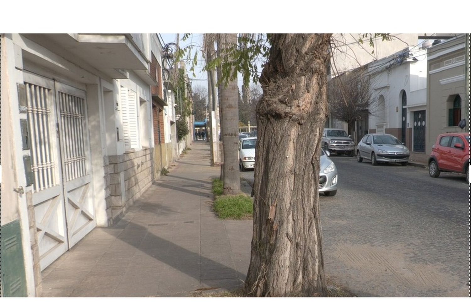“No es un capricho mío”, aseguró una frentista que reclama que extraigan un árbol de su vereda