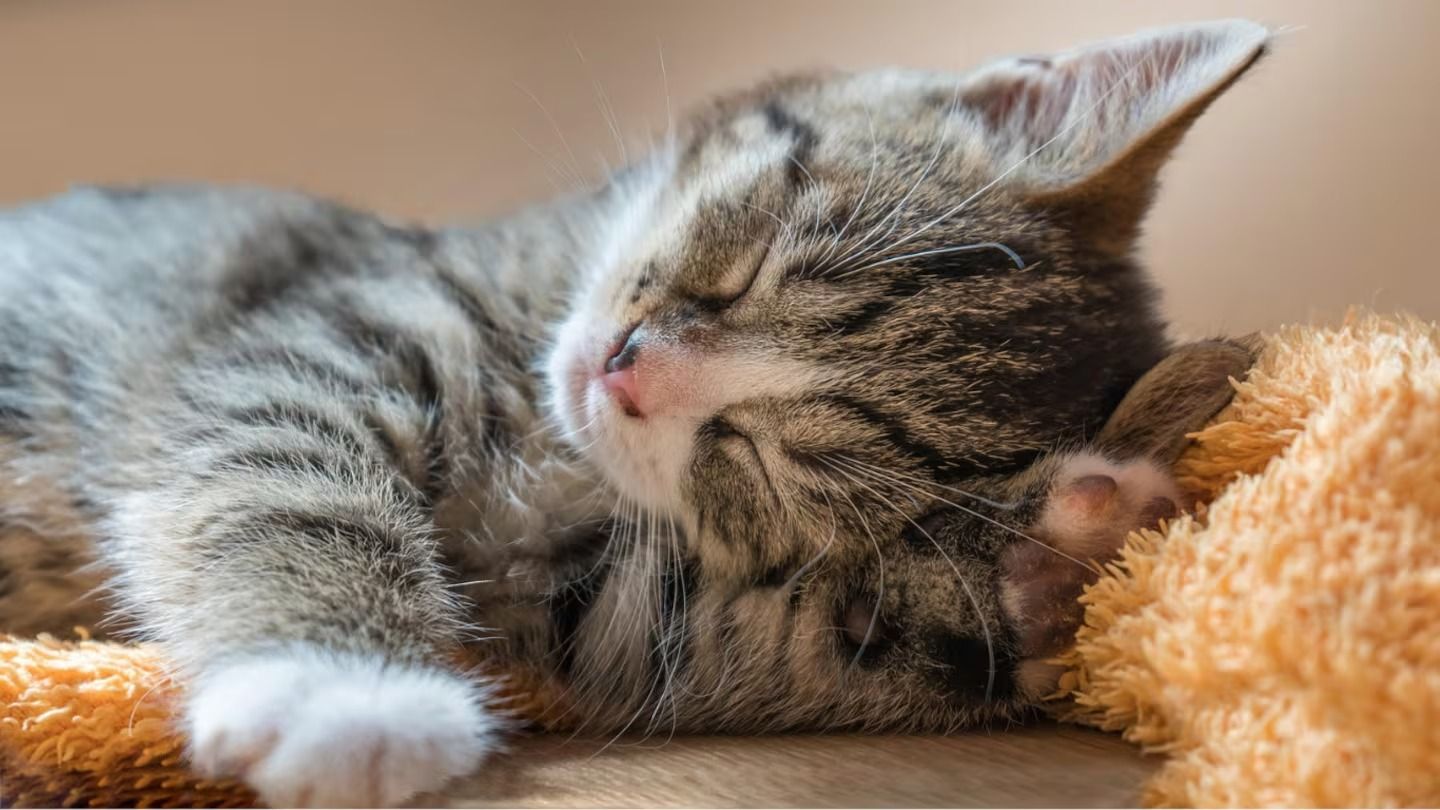 Hay razones que explican por qué tu gato está haciendo pis fuera del arenero y una solución casera para evitarlo. (Foto: Pixabay).