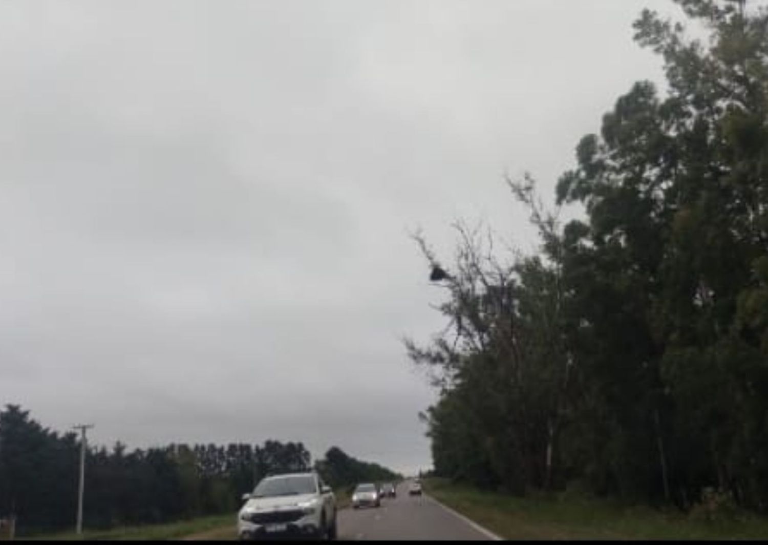 ¿Árbol a punto de caerse en ruta 1001?