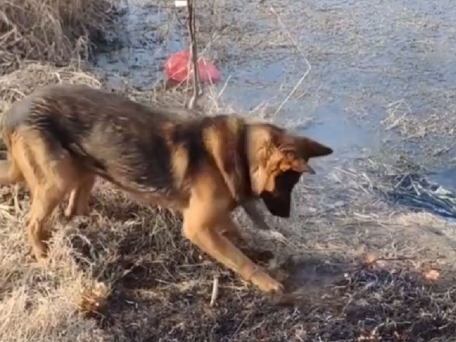 A pesar de que se quemaban sus patas, un perro hacía lo propio por apagar las llamas en su entorno.