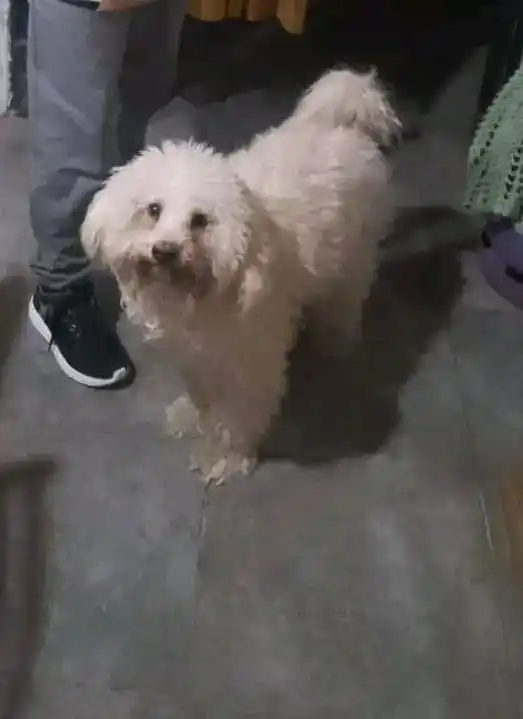 Mascotas: se perdió Romeo