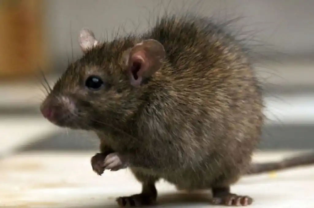 Crearon un “Mapa de la rata” ante invasión de roedores en escuelas de la Ciudad de Buenos Aires