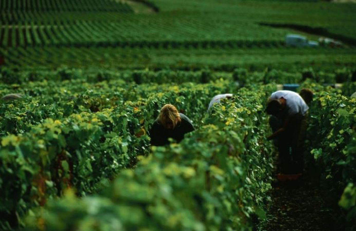 Vinos de terruño: la apuesta que conquista paladares