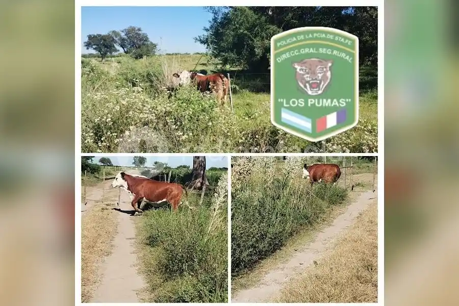 Los Pumas secuestran un equino y un bovino sueltos en Las Cañas y Colonia Corondina