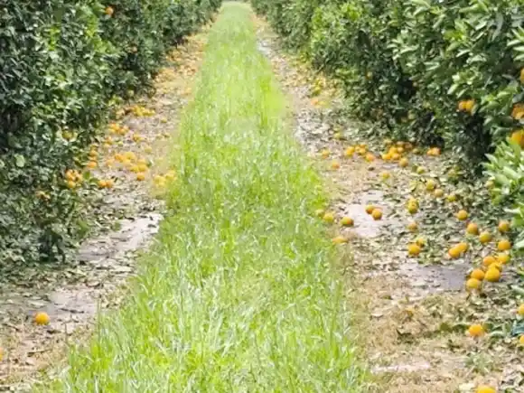Se oficializó la emergencia agropecuaria nacional para productores de citrus, huerta y soja afectados por granizo