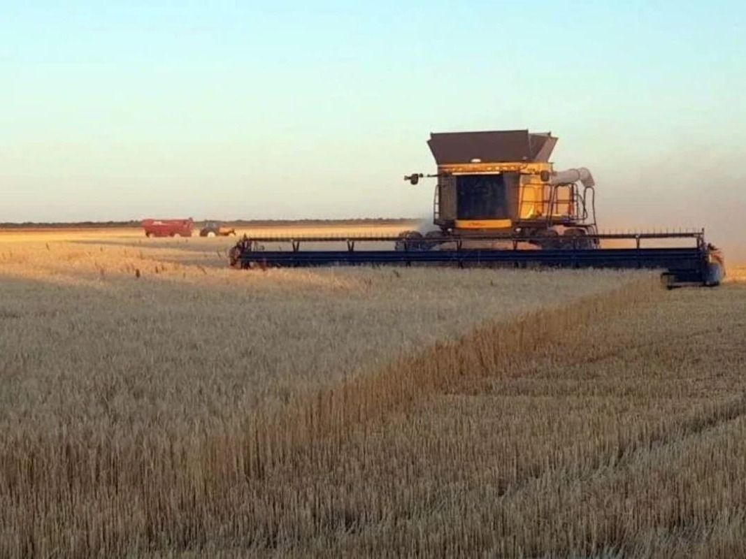 La cosecha se prolongaría en el tiempo con consecuencias para la calidad de los cultivares y los productos finales que se obtendrían.