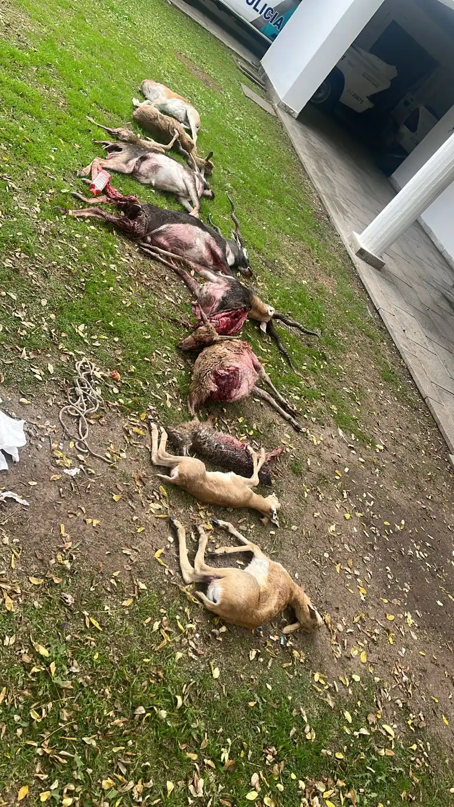 Golpe a la caza furtiva en Chascomús: secuestran 24 galgos y rescatan fauna protegida en el Cuartel X