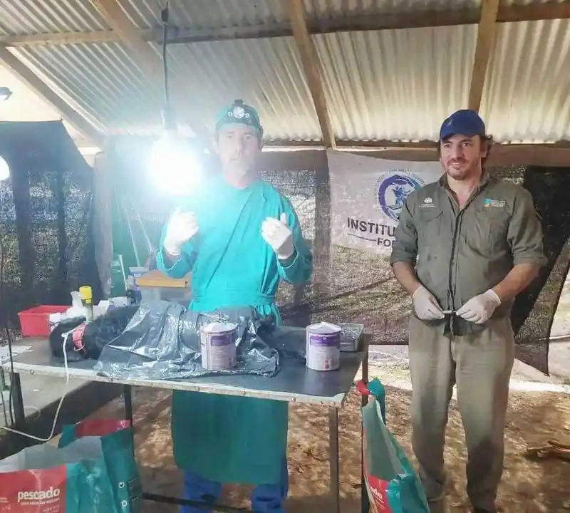 Sigue la campaña de esterilización de mascotas