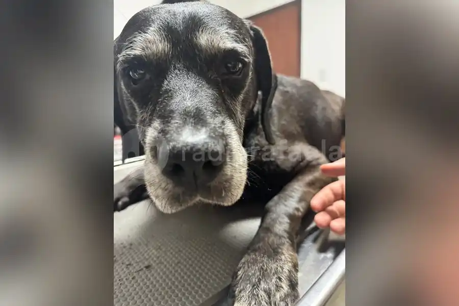 El animal rescatado, a resguardo en una veterinaria