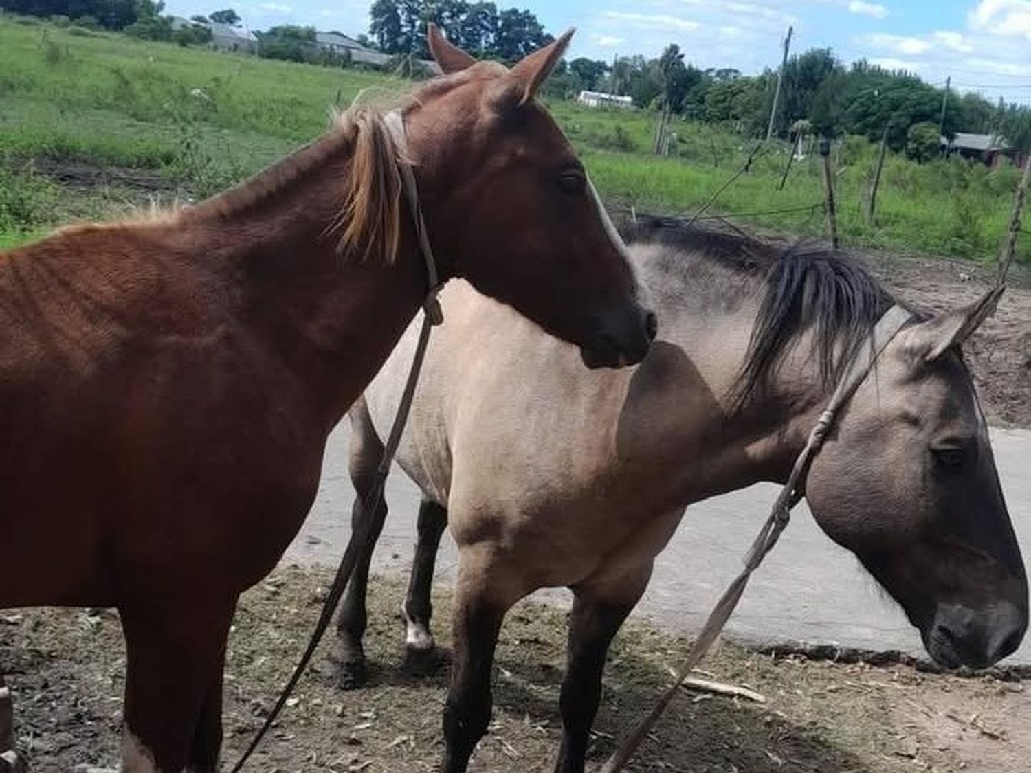 Se le escaparon los caballos y quiere encontrarlos