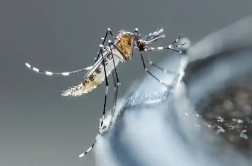 El Gobierno bonaerense confirmó 200 casos autóctonos de dengue y 70 de chikungunya