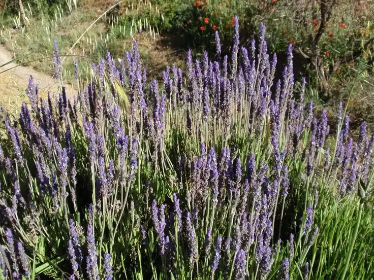 Poner ramitas de lavanda en el placard: para qué sirve y cada cuánto hay que renovarlas