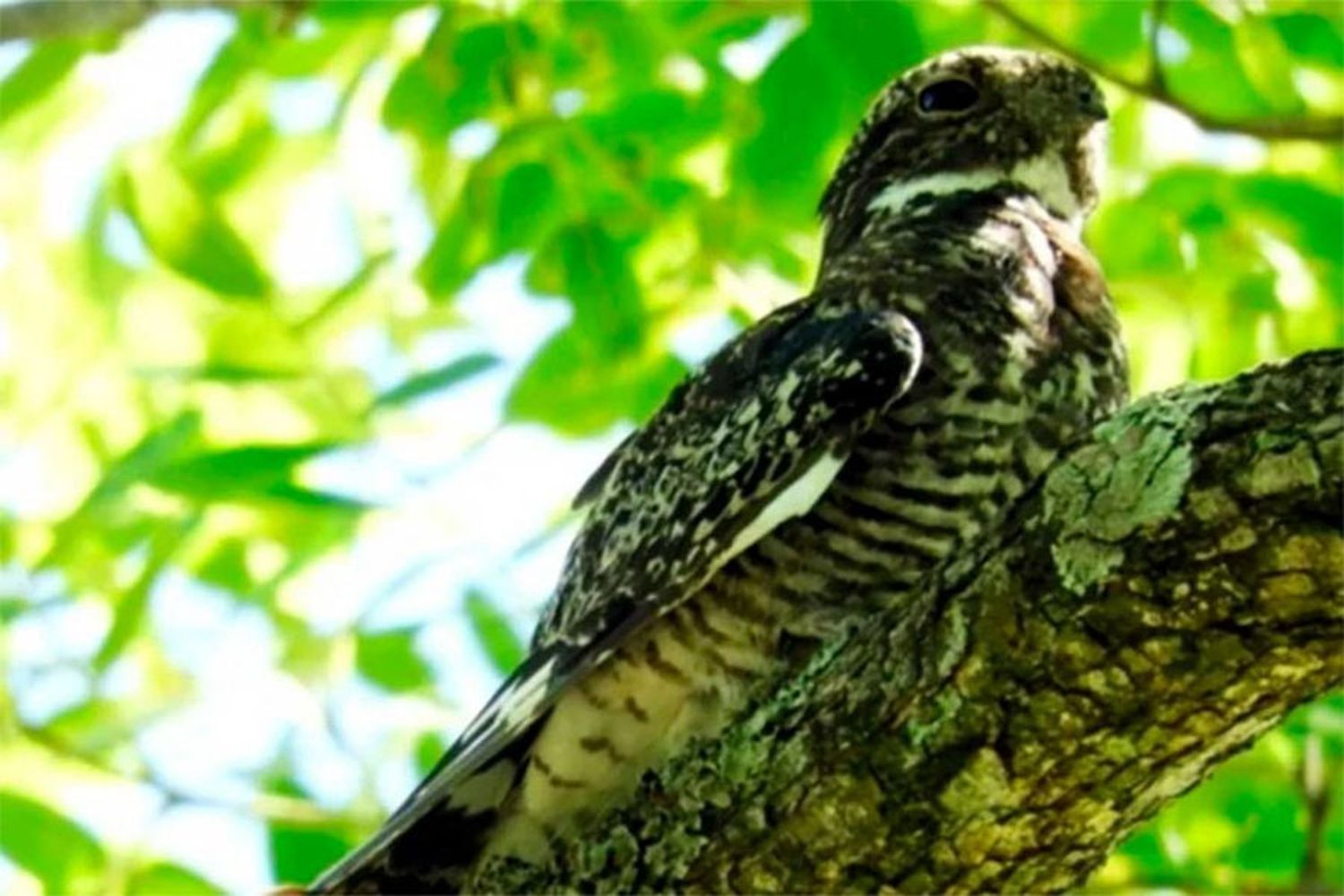 Gracias a la tecnología satelital detectan cómo las aves de la Mesopotamia argentina emigran hasta Estados Unidos.