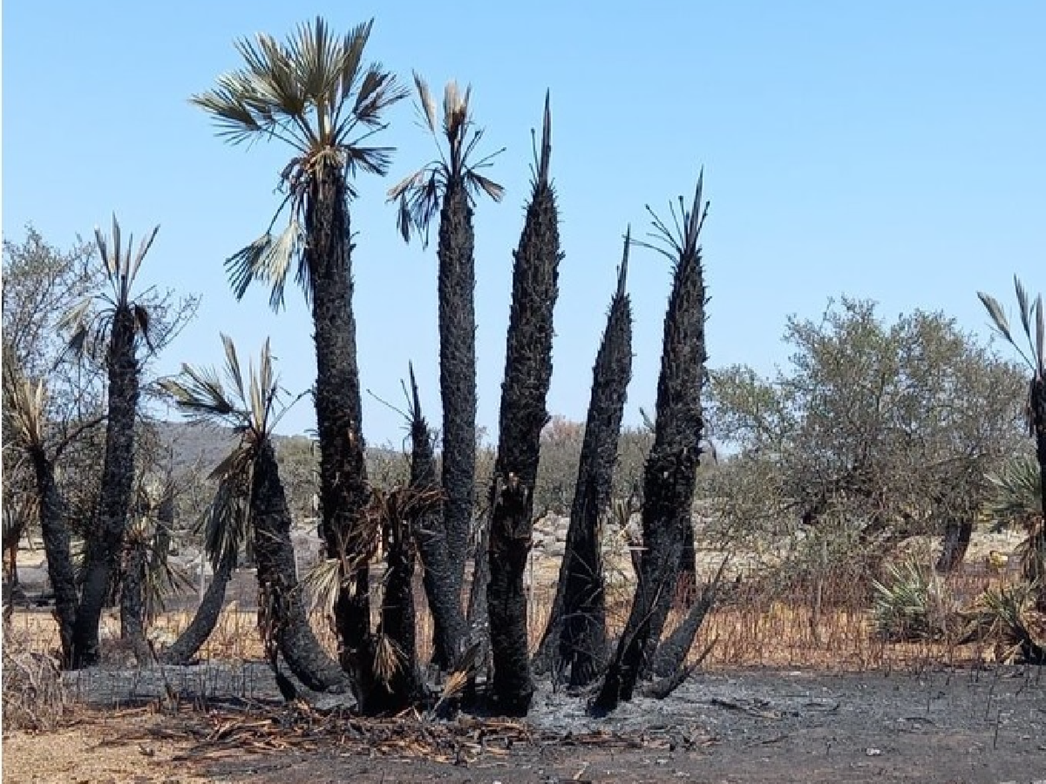 Incendios en el norte de Córdoba: no quedan focos activos y vigilan por “posibles reinicios”