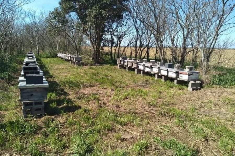 Importante robo de colmenas en la zona rural de Ramona