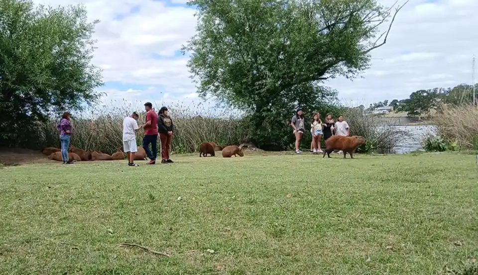 Carpinchos y personas en la zona del Dique en Tandil