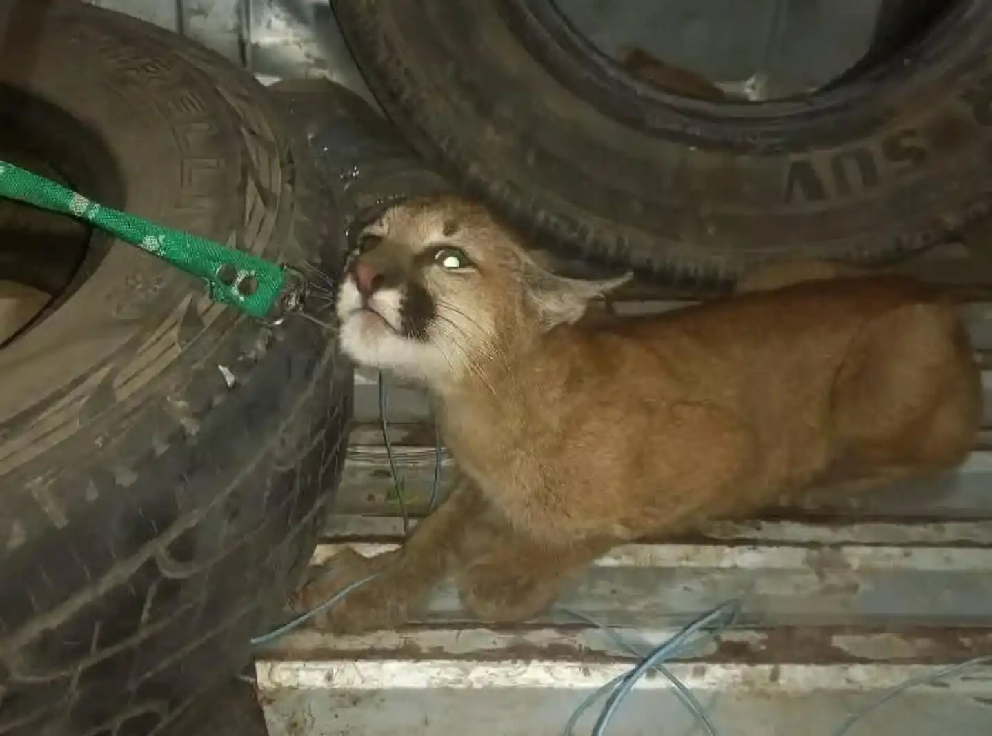 Rescataron un cachorro de puma tras un ataque de perros en zona rural de Suardi