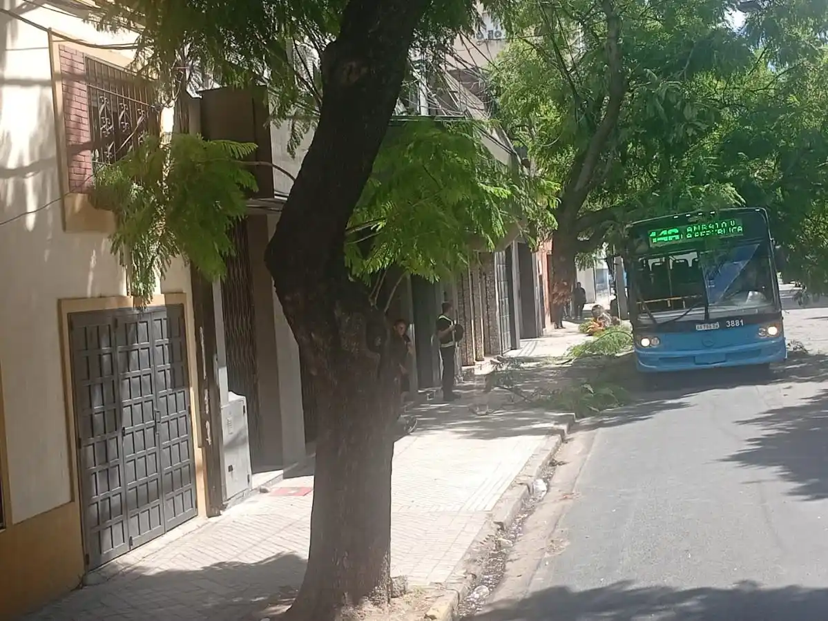 Un colectivo arrastró un árbol por la calle tras chocarlo en calle Salta