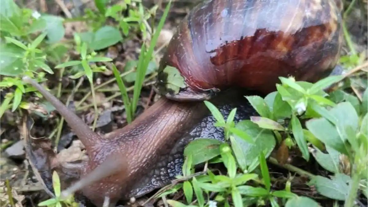 Cómo tratar, controlar y eliminar el CARACOL AFRICANO, LA PESTE QUE AZOTA EL OCCIDENTE VENEZOLANO