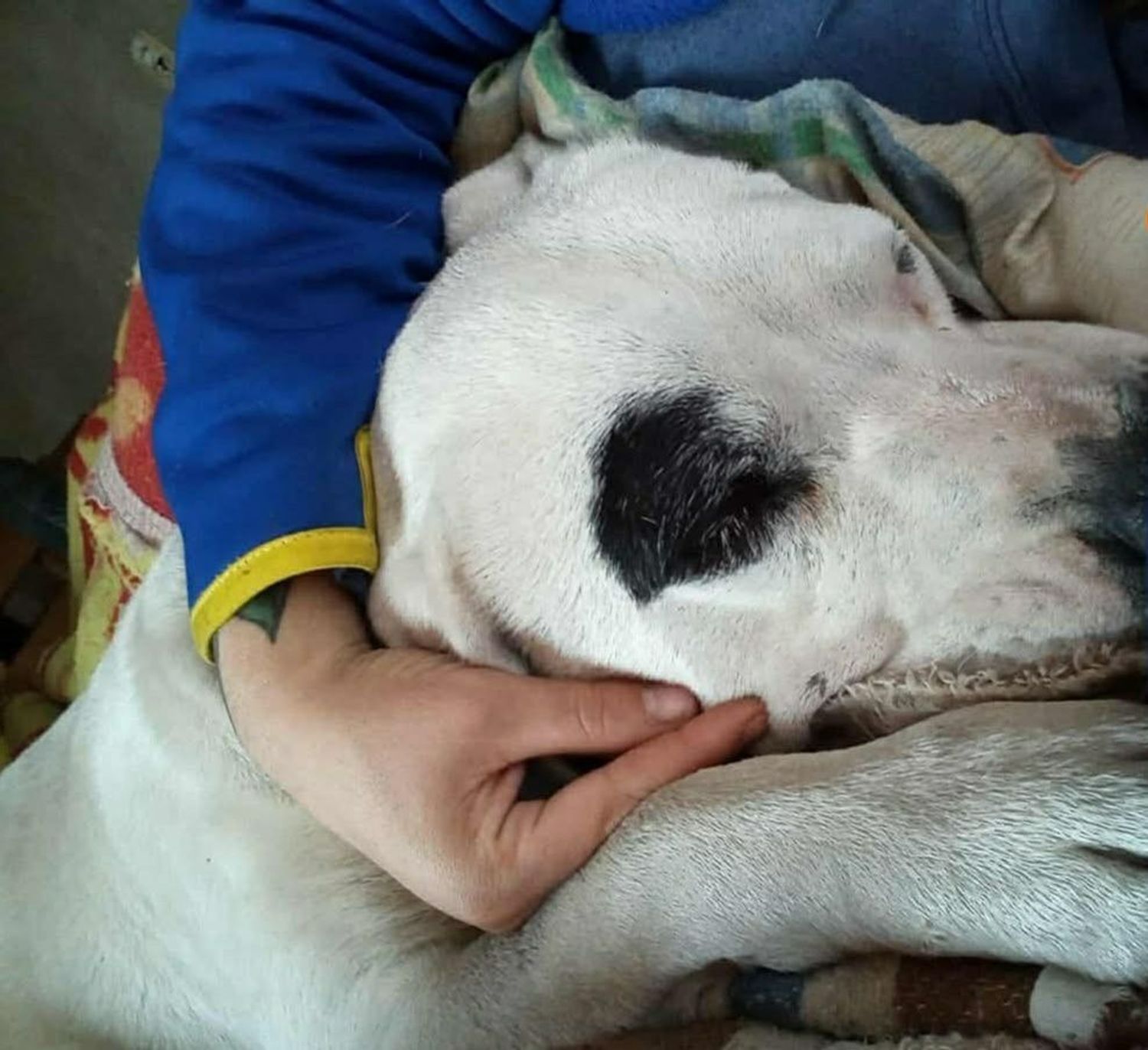 Con perdón de los animales: Detenido tras matar a un perro de un tiro en Las Toninas