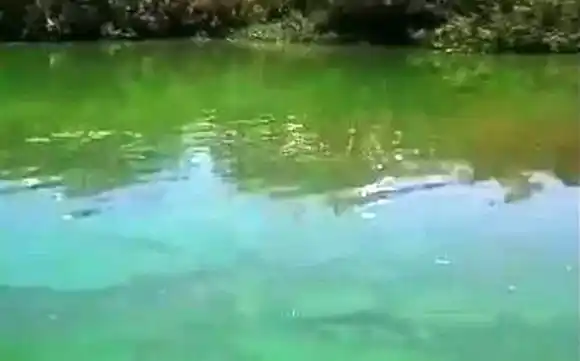 Detectaron algas verdes en ríos entrerrianos