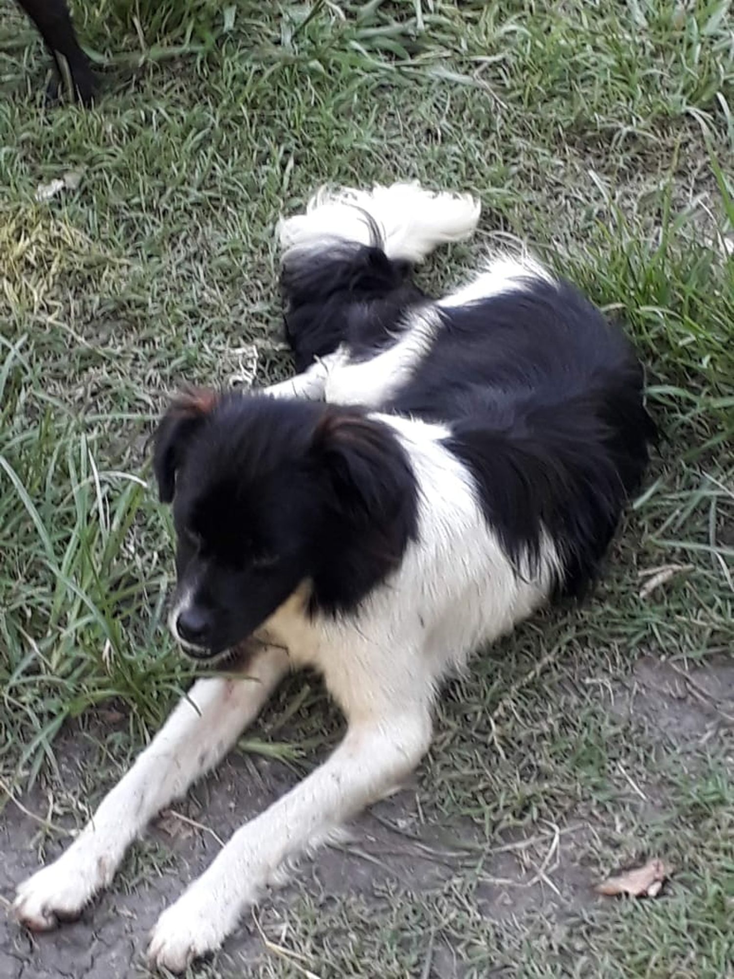 Ofrecen recompensa por un perro perdido: piden la ayuda de todos