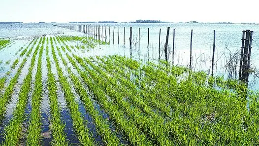 Las abundantes lluvias complican a los campos bonaerenses