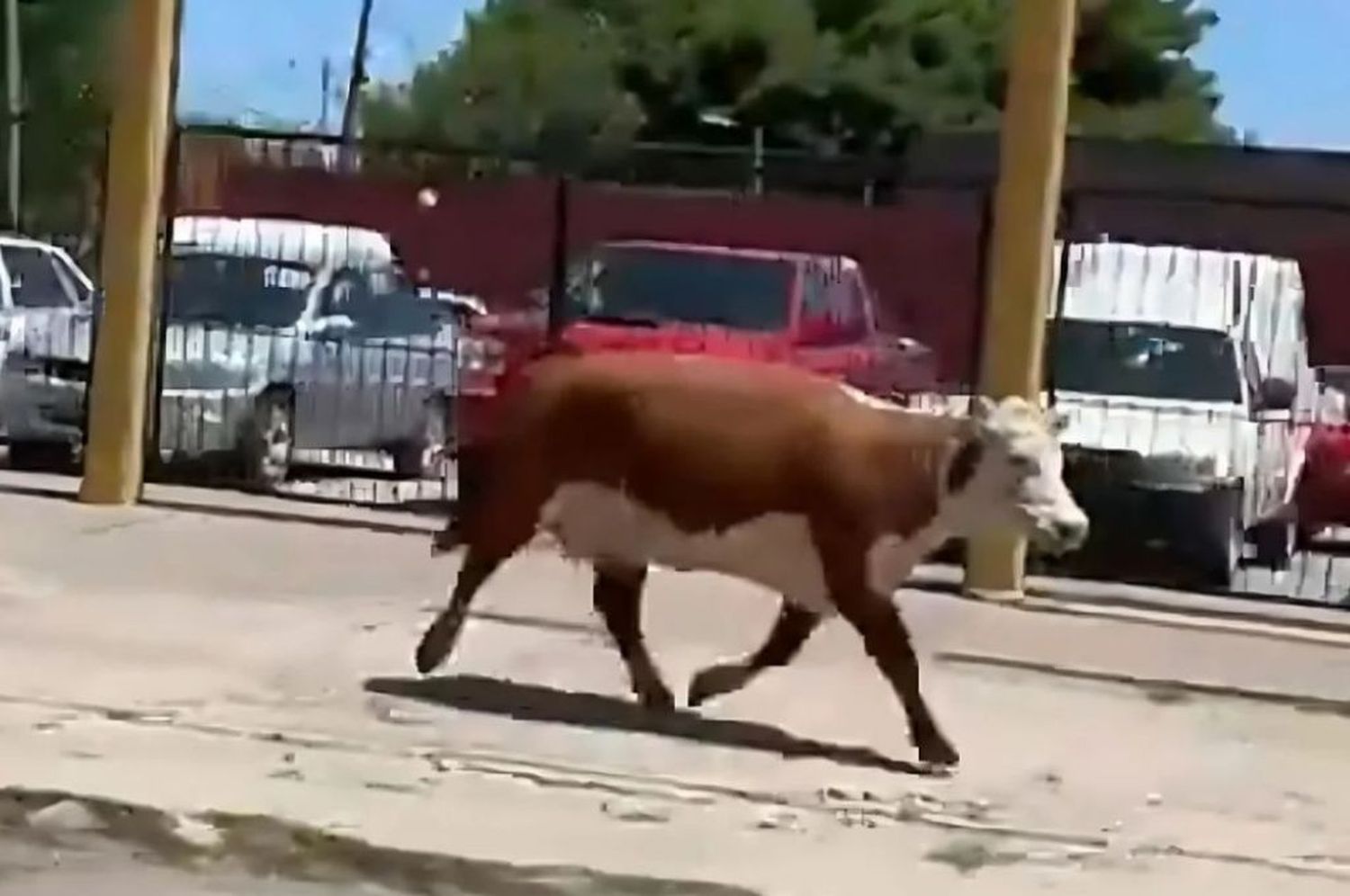 Vaca suelta en las calles de Temperley