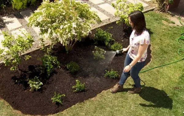 Cuidados para proteger a plantas y animales del calor