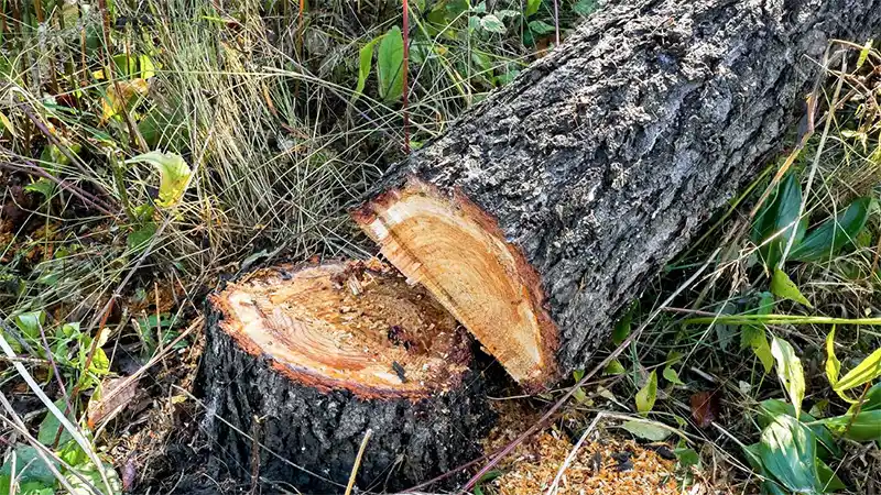 Un hombre murió aplastado por el tronco de un árbol que estaba cortando