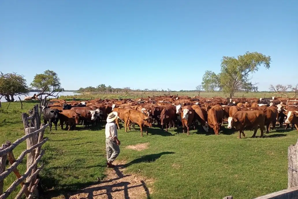 Habilitan la exportación de ganado vacuno en pie destinado a la faena para consumo
