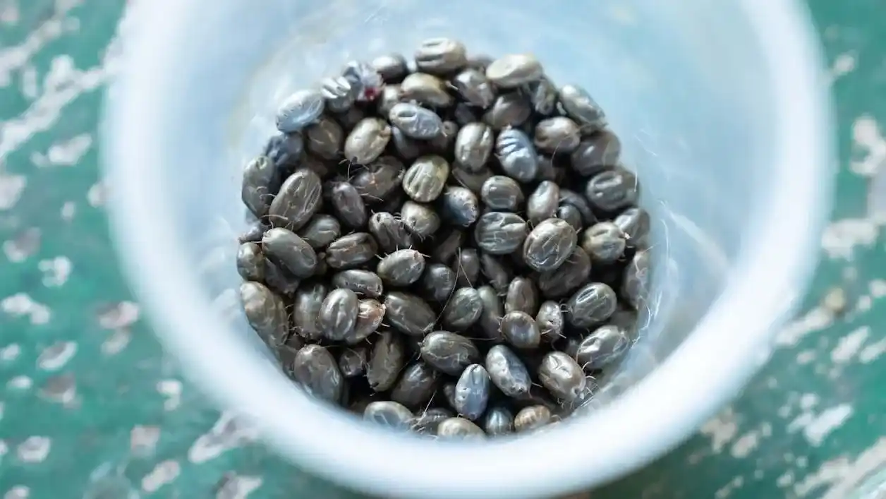 Garrapatas