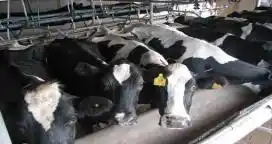 Para el USDA, un 80% de los tambos argentinos están en una situación crítica