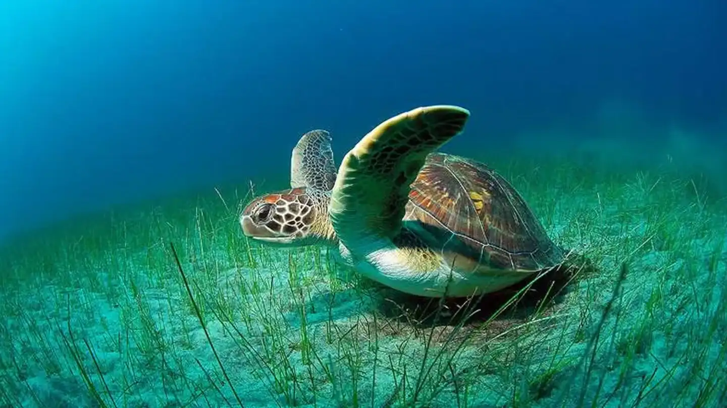isla paradisíaca de Ecuador - 1