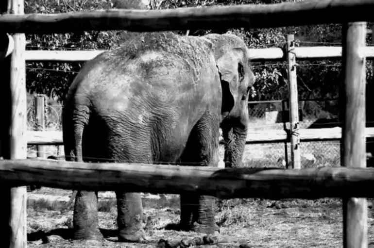 Dolor: murió la elefanta Merry en Entre Ríos